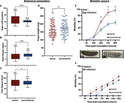 The immunostimulatory role of an Enterococcus-dominated gut microbiota in host protection against bacterial and fungal pathogens in Galleria mellonella larvae